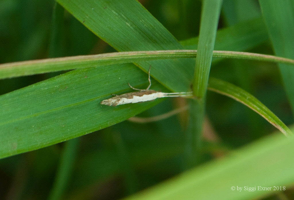 Kohlschabe Plutella xylostella