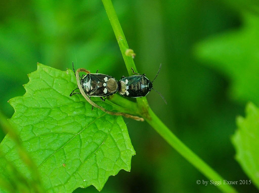 Kohlwanze Eurydema oleraceum