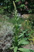 Knigskerze Kleinbltige Verbascum thapsus