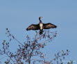 Kormoran Phalacrocorax carbo