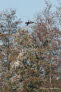 Kormoran Phalacrocorax carbo