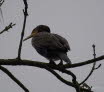 Kormoran Phalacrocorax carbo