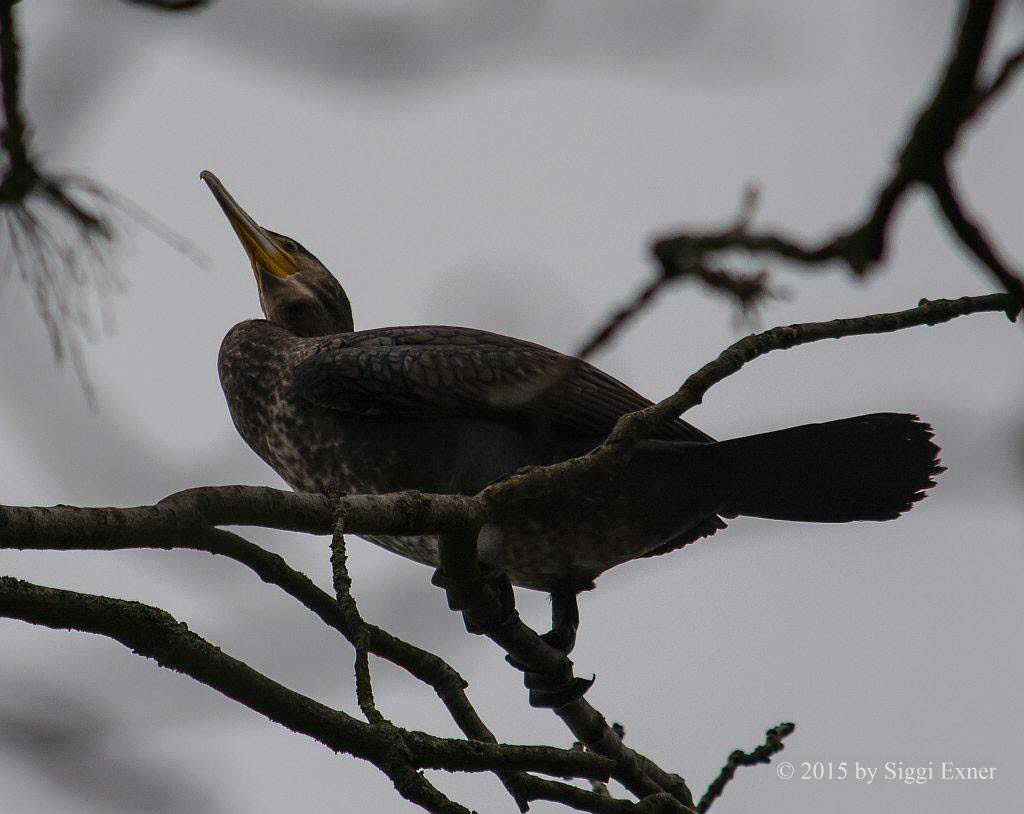 Kormoran Phalacrocorax carbo