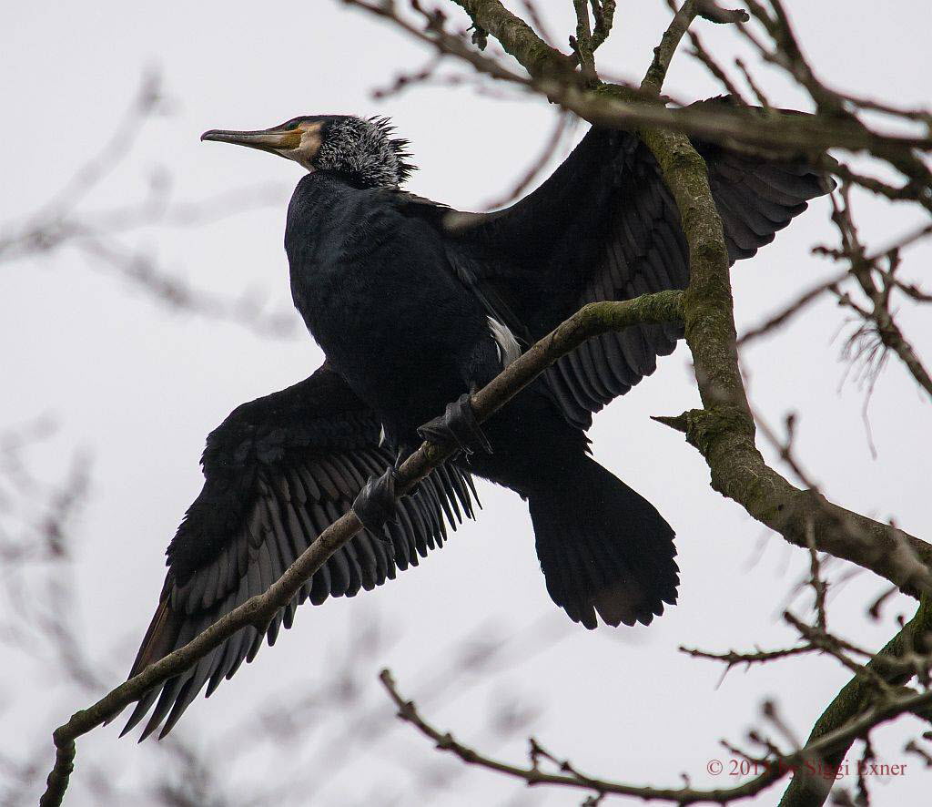 Kormoran Phalacrocorax carbo