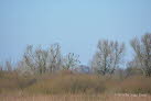 Kormoran Phalacrocorax carbo