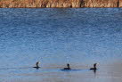 Kormoran Phalacrocorax carbo