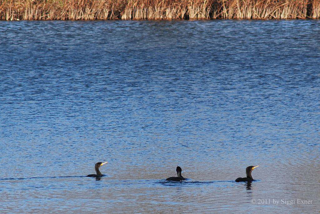 Kormoran Phalacrocorax carbo