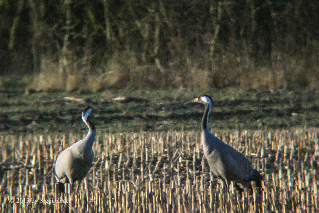 Kraniche Grus grus