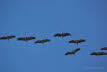 Kraniche Grus grus