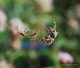 Gartenkreuzspinne Araneus diadematus