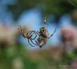 Gartenkreuzspinne Araneus diadematus