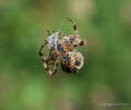 Gartenkreuzspinne Araneus diadematus