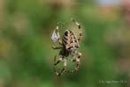 Gartenkreuzspinne Araneus diadematus