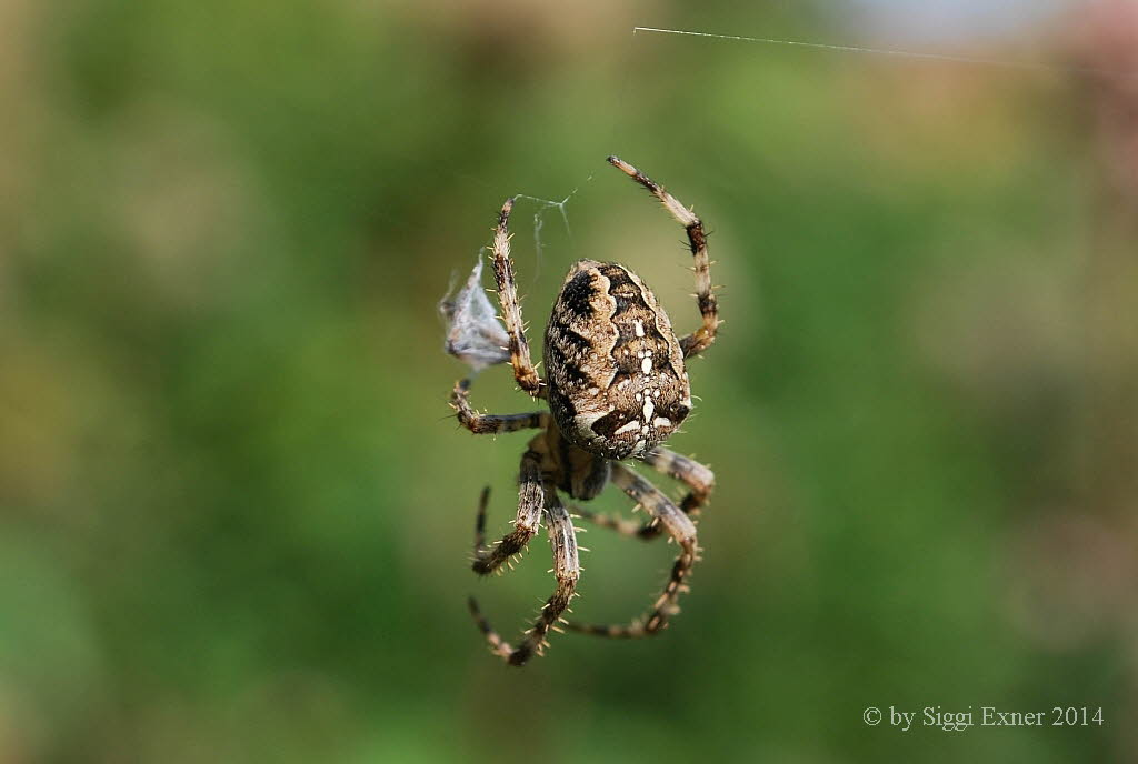 Gartenkreuzspinne Araneus diadematus