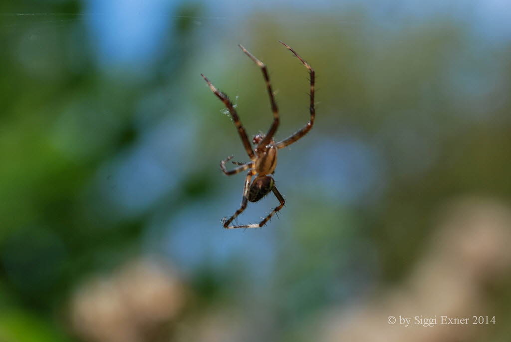 Gartenkreuzspinne Araneus diadematus