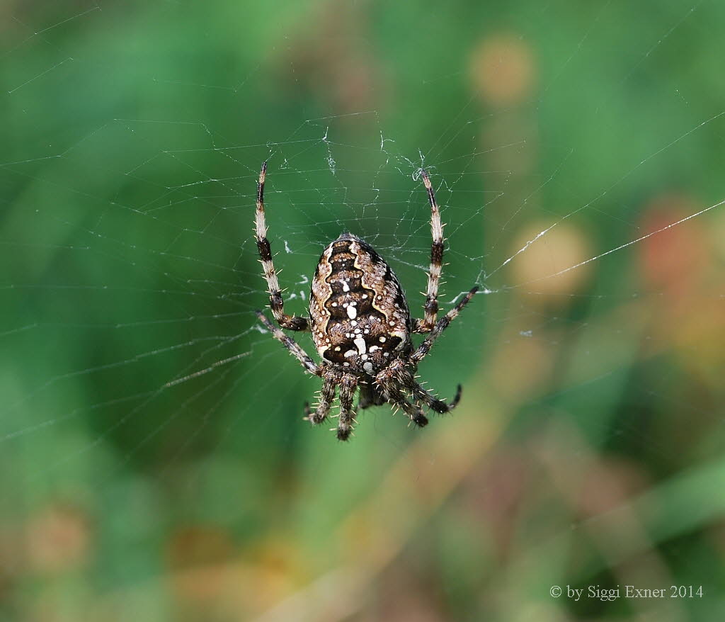 Gartenkreuzspinne Araneus diadematus