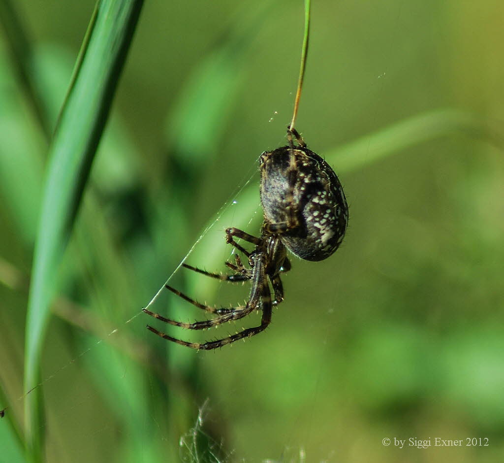 Gartenkreuzspinne Araneus diadematus