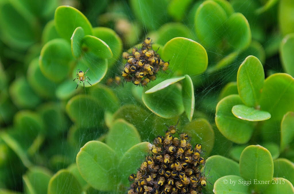 Gartenkreuzspinne Araneus diadematus