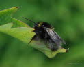 Kuckuckhummel Bombus cf. barbutellus