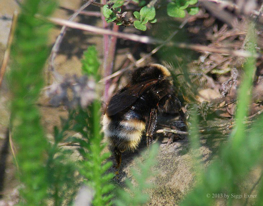 Kuckuckshummel Bombus (Psithyrus) 