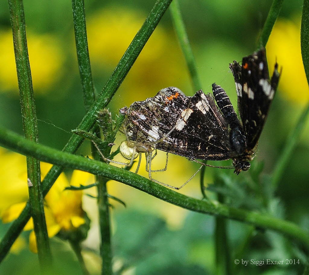 Gewhnliche Ovalspinne Enoplognatha cf ovata