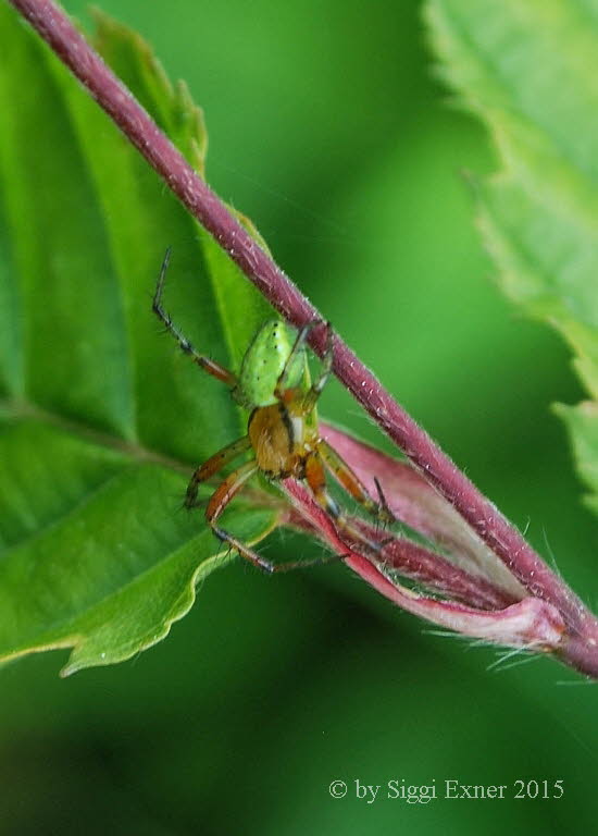 Gewhnliche Krbisspinne Araniella cucurbitina