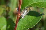 Elophila nymphaeata Laichkrautznsler