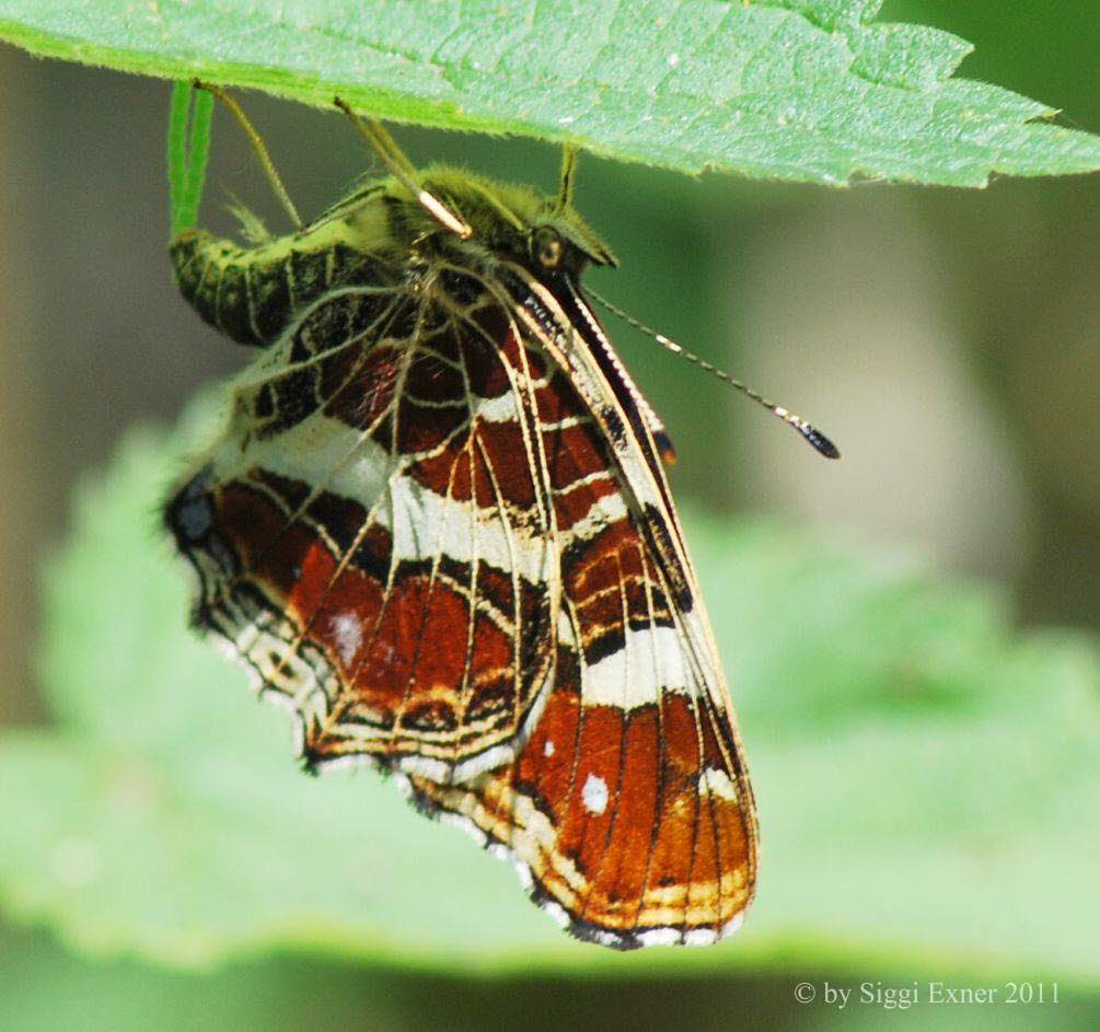 Landkrtchen Araschnia levana