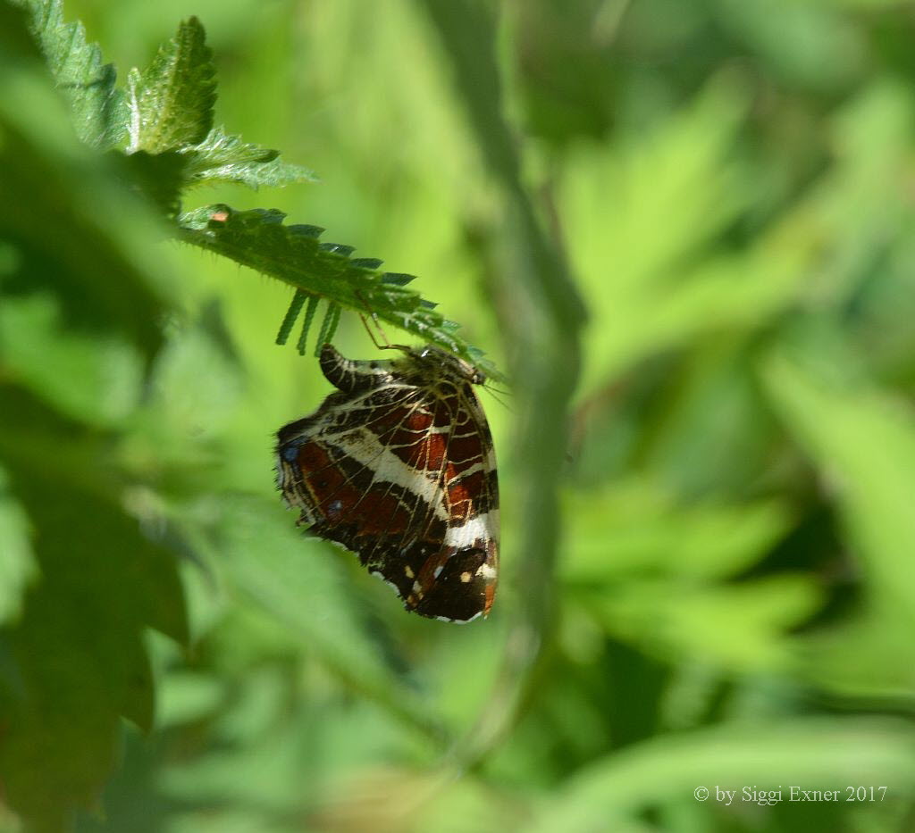 Landkrtchen Araschnia levana