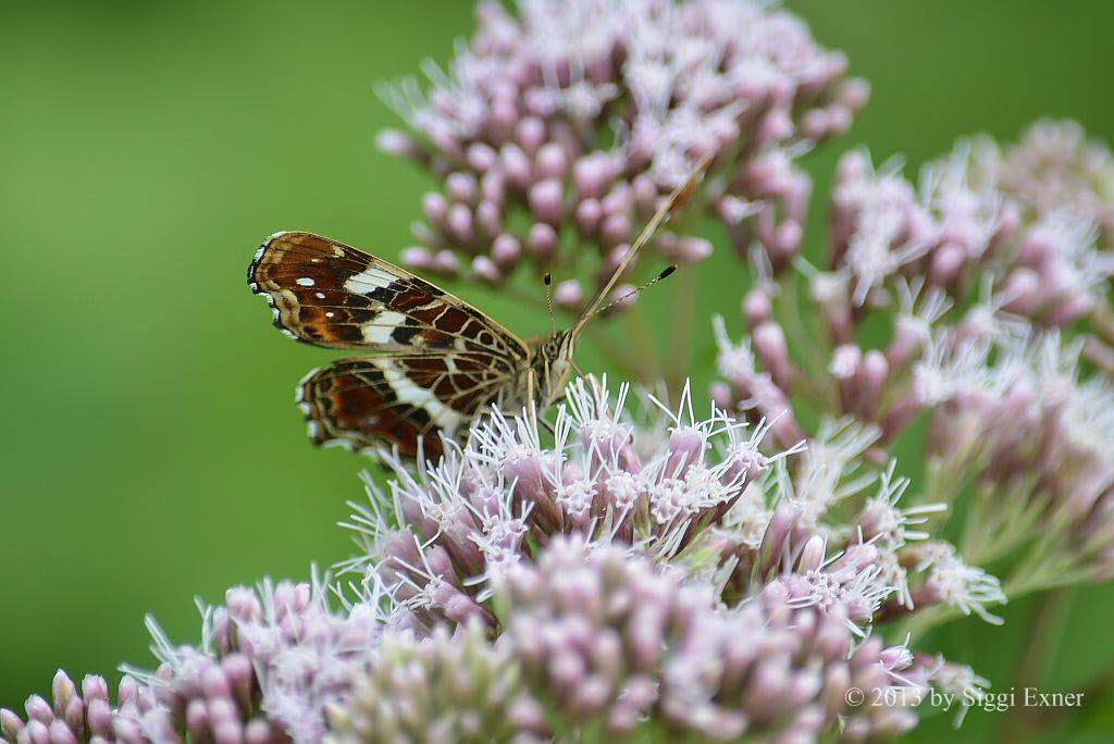 Landkrtchen Araschnia levana