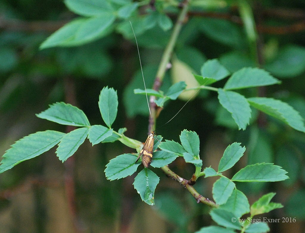 Nemophora degeerella