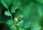 Nemophora degeerella