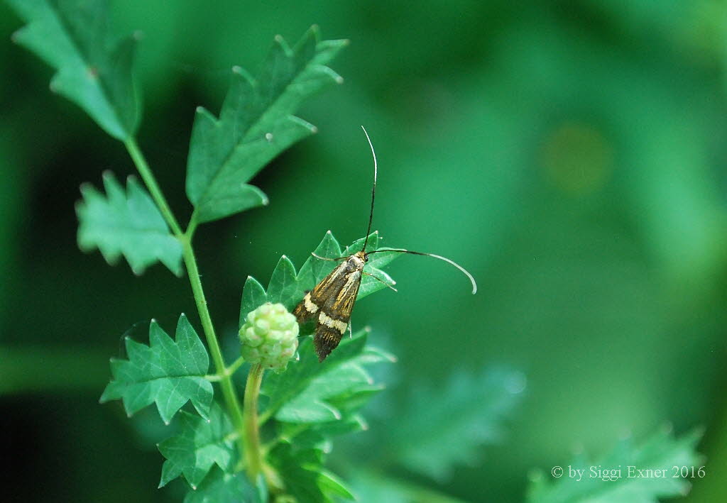 Nemophora degeerella