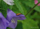 Nemophora degeerella