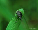 Larinus turbinatus Kratzdistelrssler