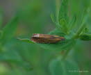 Lathronympha strigana