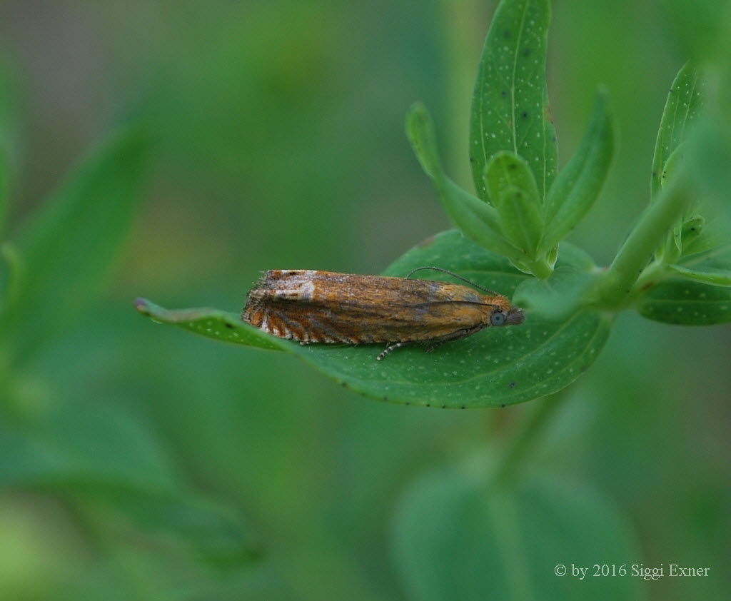 Lathronympha strigana