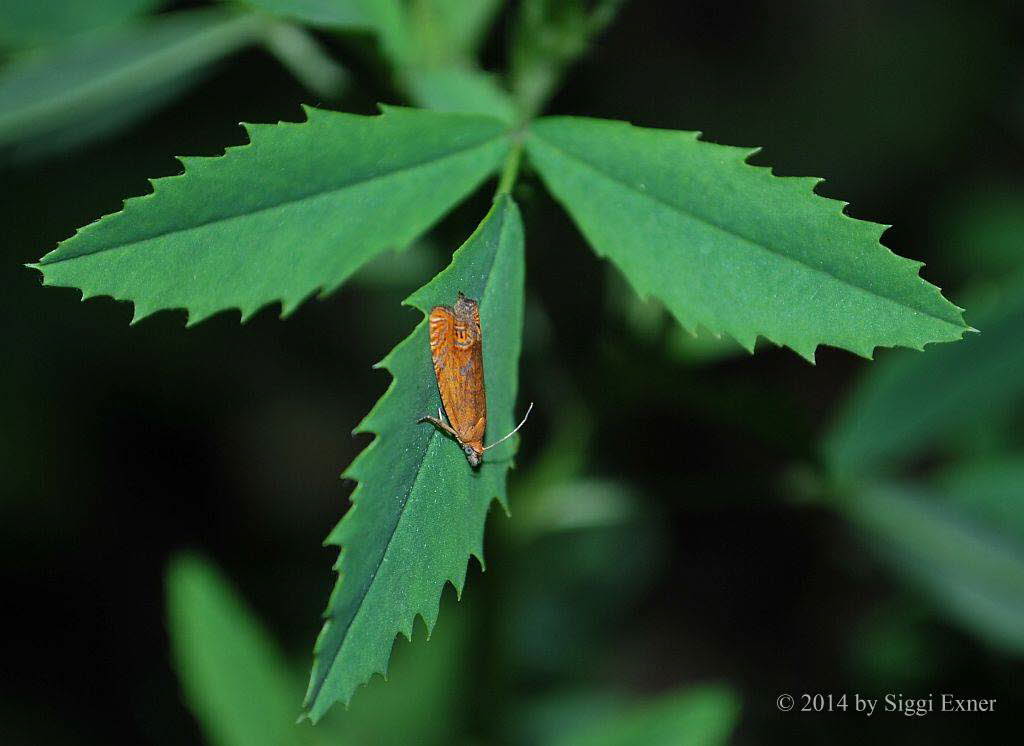 Lathronympha strigana