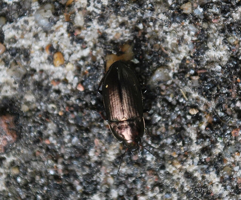 Amara cf lunicollis Feuchtwiesen-Kanallufer