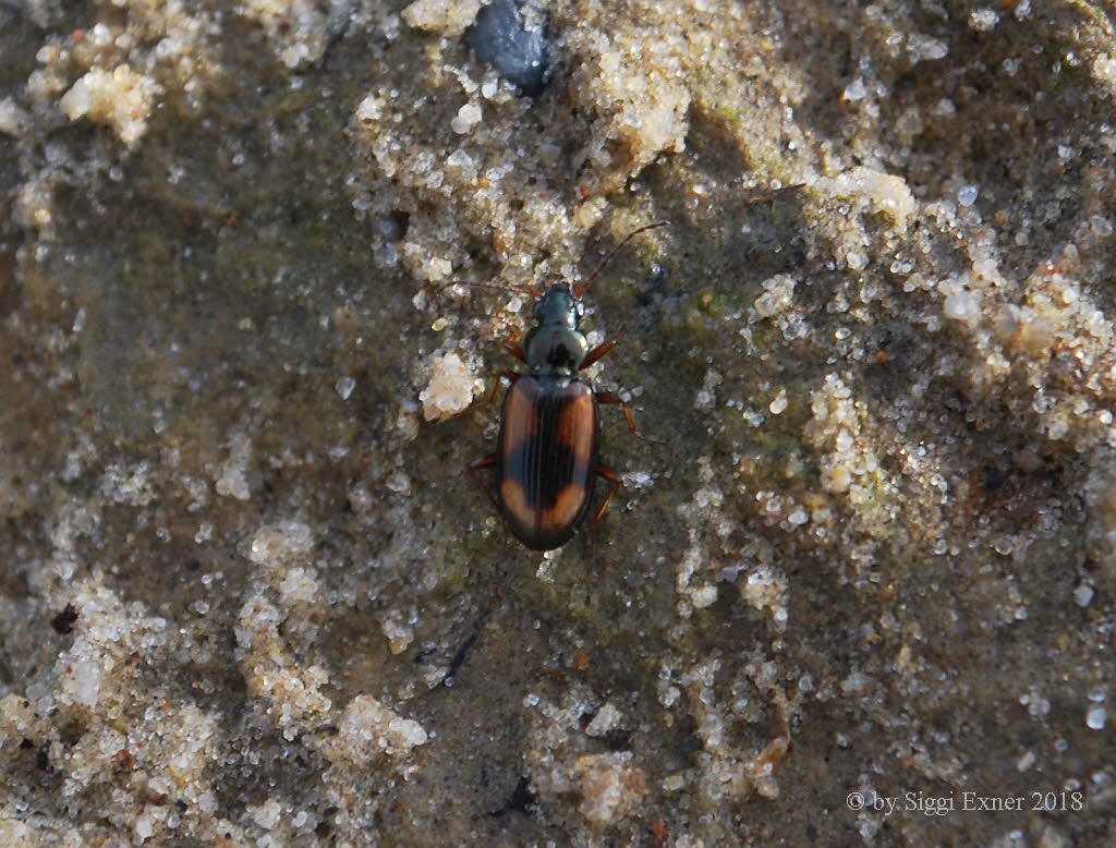 Bembidion tetracolum Schieffleckiger Ahlenluf