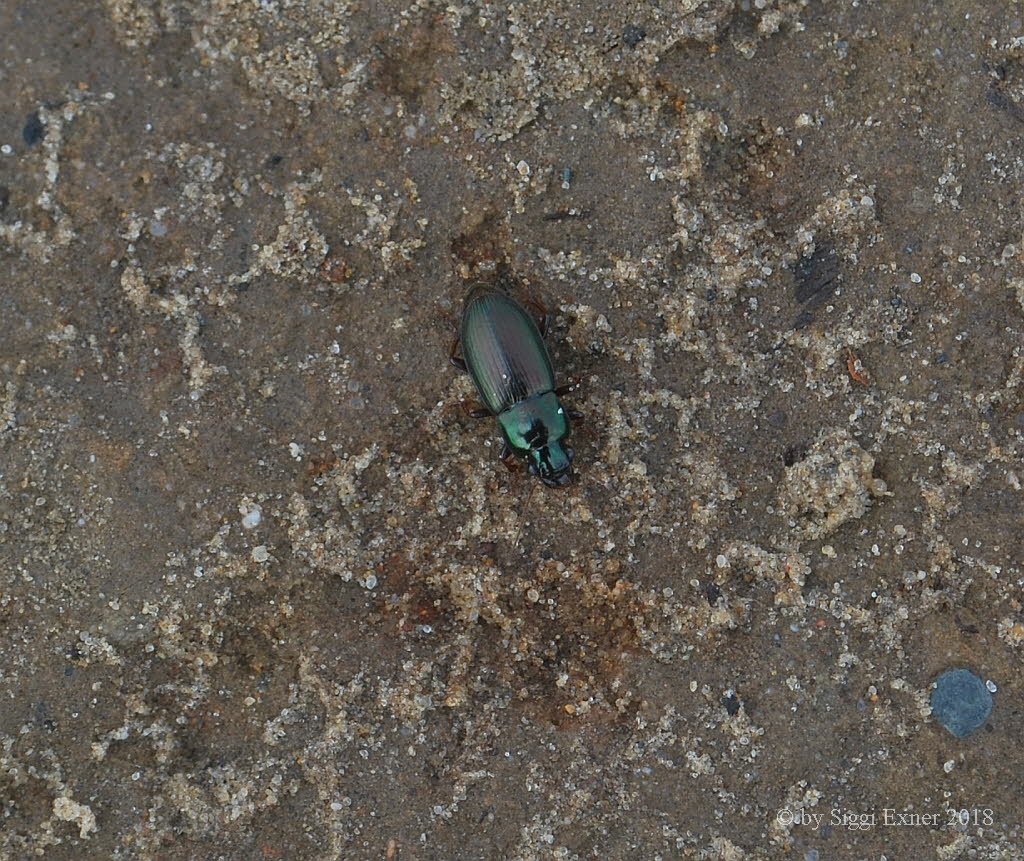 Harpalus distinguendus Metallischer Schnelllufer