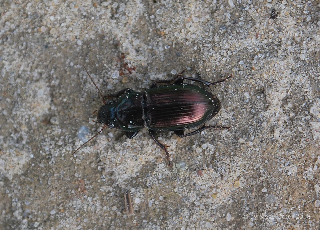 Harpalus distinguendus Metallischer Schnelllufer