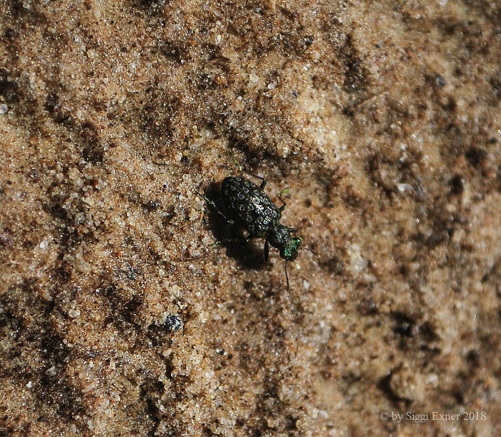 Elaphrus riparius Kleiner Uferlufer