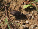 Carabus granulatus Krniger Laufkfer