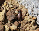 Nebria cf castanea Dammlufer sp