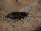 Nebria salina Feld-Dammlufer