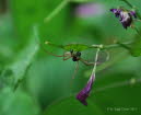 Laufspinne Philodromus dispar