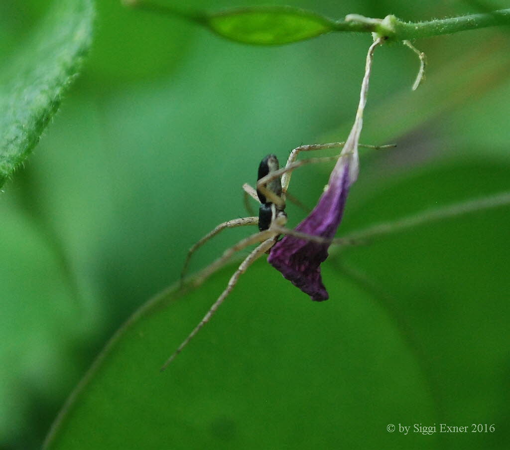 Laufspinne Philodromus dispar