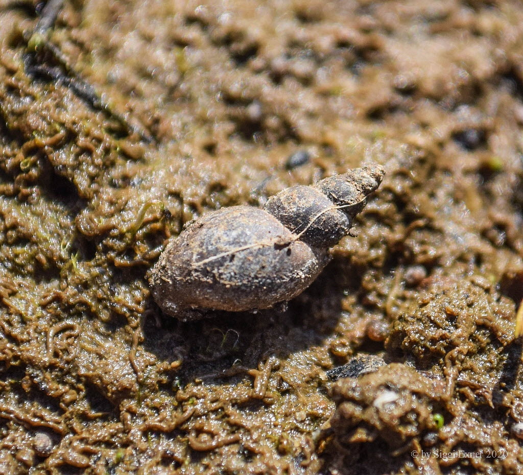 Leberegelschnecke Galba truncatula