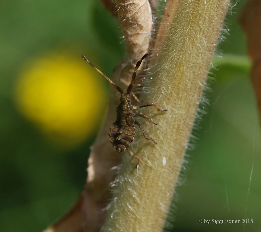 Lederwanze Coreus marginatus